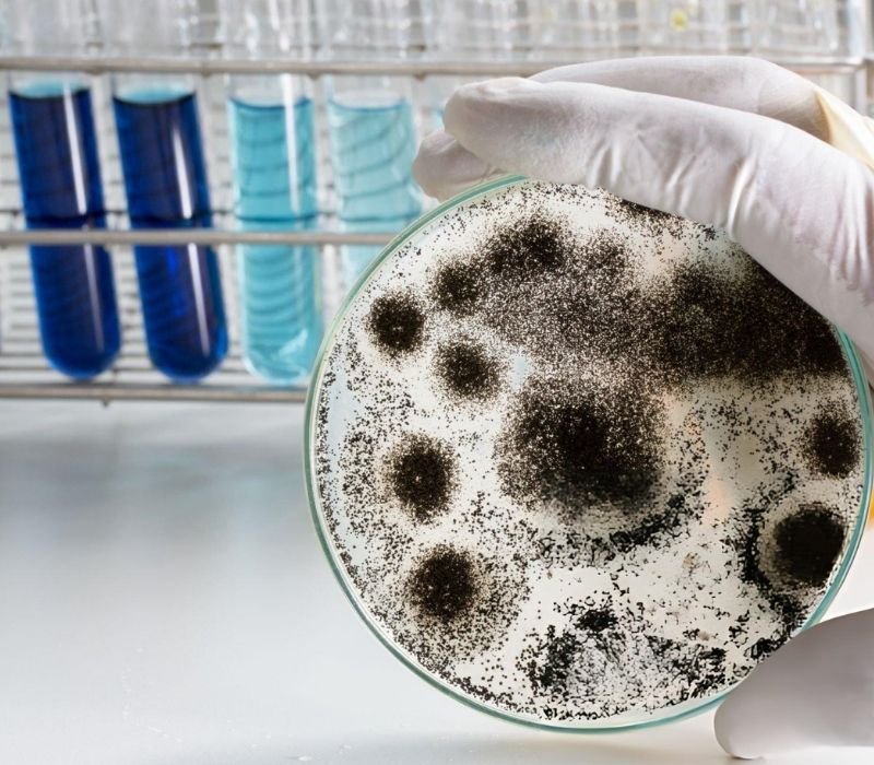 Mold Testing San Diego - Dry Pros